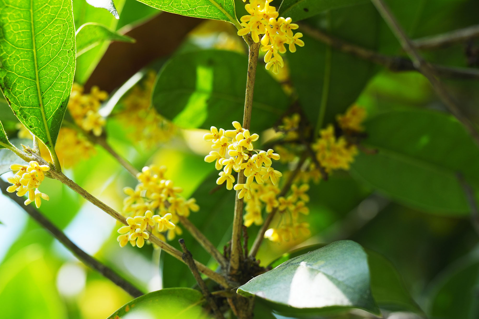 GA黄金甲(中国)最新官方网站